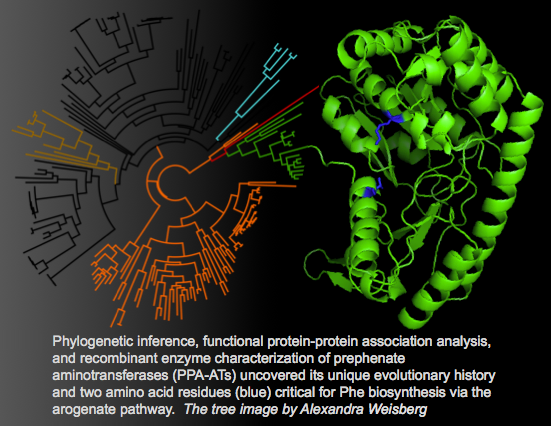 Camilla Image 2. Phylogenetic inference, functional protein-protein association analysis, and recombinant enzyme characterization of prephenate aminotransferases (PPA-ATS) uncovered its unique evolutionary history and two amino acid residues in blue, critical for phe biosynthesis via the arogenate pathway. The tree image by Alexandra Weisberg.