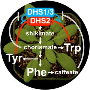 A plant background with a diagram about how manipulation of various metabolites can result in better production of aromatics.
