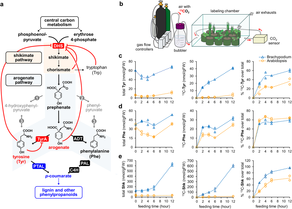 These figures explain by regulation of grass enzymes, better outcomes in the tryosine and phenylananine levels are assured.