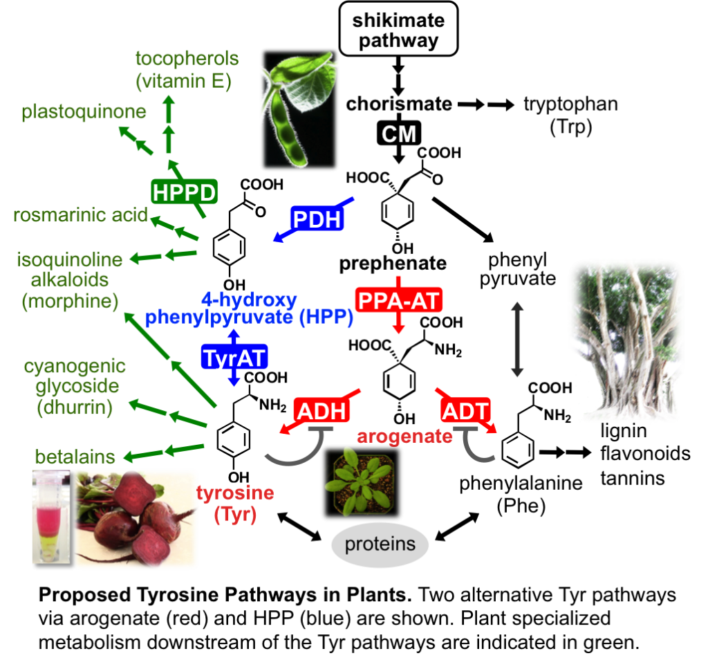 diagram explaining how tyrosine pathways result in specialized metabolism. Text "proposed tyrosine pathways in Plants"
