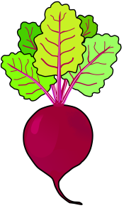 Beet