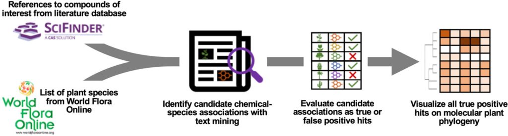 Using SciFinder, Phylochemical species association are identified and examined to determine the valid options.