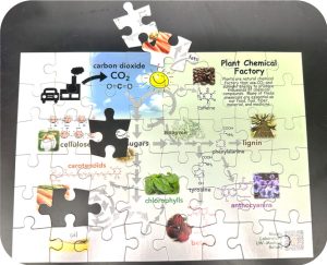 Puzzle about the Plant Chemical Factory