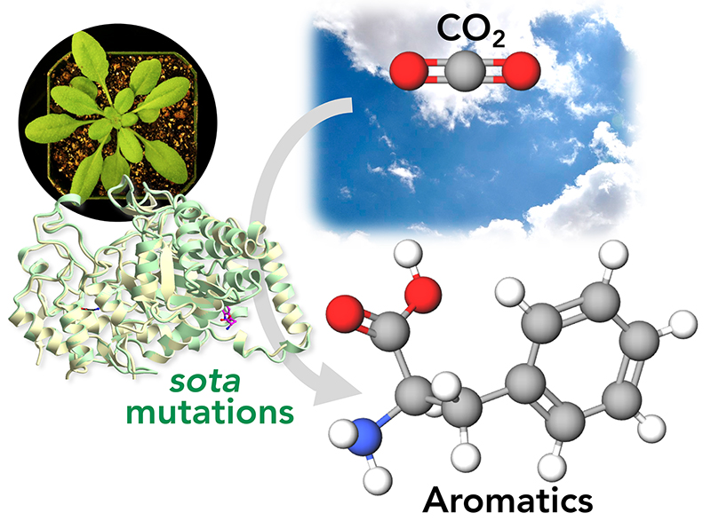 Aromatics can be better produced by plants by triggering a SOTA mutation to allow producing of these compounds.