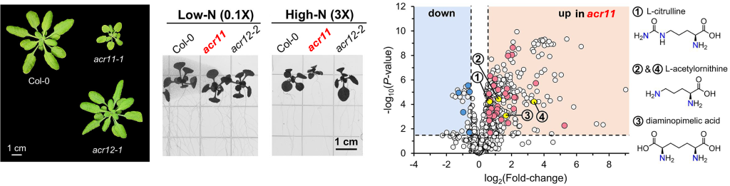 A single gene, as described in the first image on the left side (acr-11-1) boosts nitrogen metabolism while increasing nitrogen sensitivity.