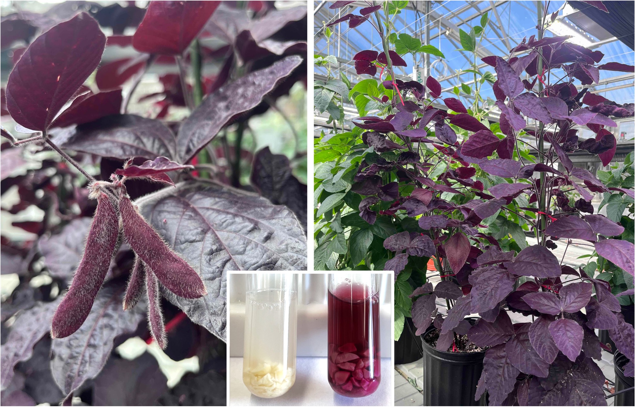 Soybean plants accumulating high levels of natural red pigments, betalains.